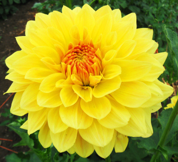 Dahlia ' ALPEN MARY LOU '  (Dec.)    (D.D.)  USA  2014  (David Brown)